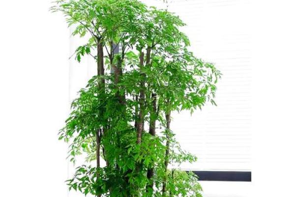 提升办公室运势的五大风水植物推荐