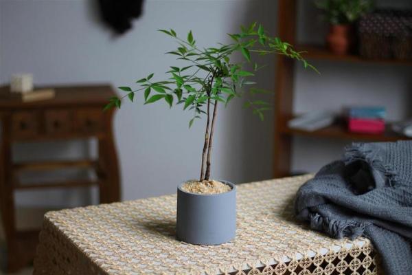如何通过办公室桌面植物改善工作运势