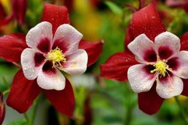 花在五行中的独特象征与意义，探索花卉与五行的神秘联系