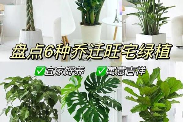 风水植物的力量：提升家居气场的最佳选择