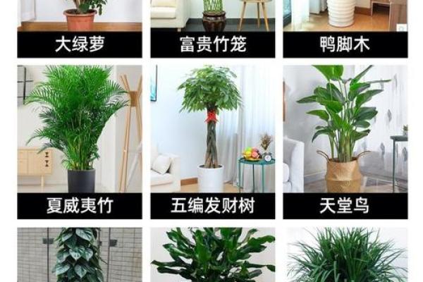 办公室风水植物租赁服务助力打造更好的工作氛围