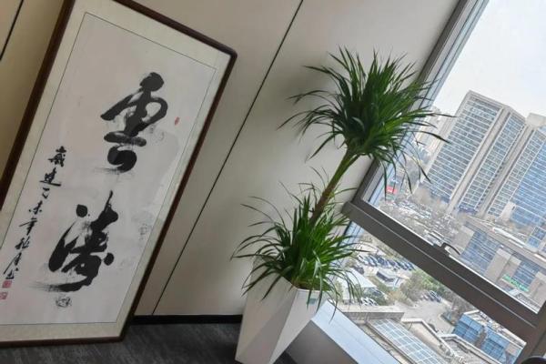 办公室风水植物租赁服务助力打造更好的工作氛围