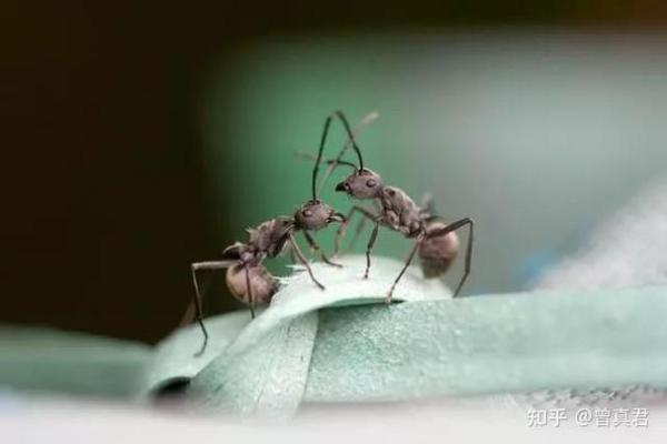 风水学中蚂蚁捞窝的象征与运势调整
