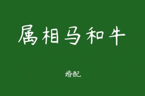 牛与马的性格互补是否能创造良好关系