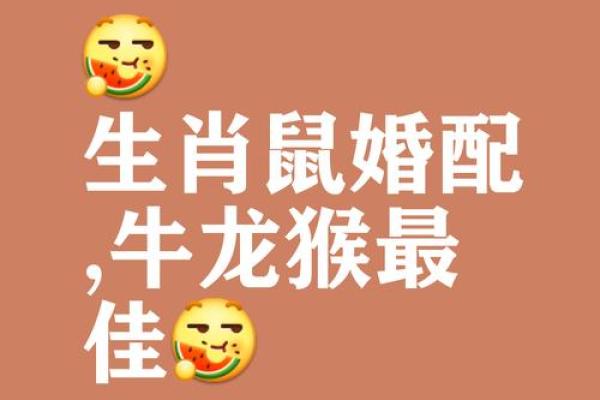 生肖鼠与生肖龙合适吗 深入探讨两者的性格与契合度