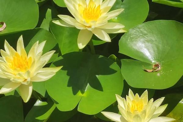 精选植物公司名字，让你的品牌更具生命力
