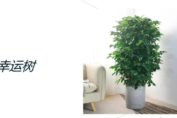 办公室风水植物推荐提升运势的最佳选择
