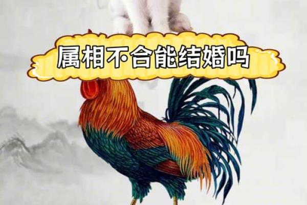 属鸡水命在婚姻与事业中的表现