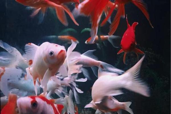 风水鱼缸养几条鱼能有效招财助运