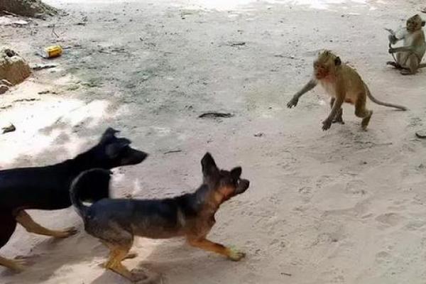 狗猴配对中的优点与挑战解析