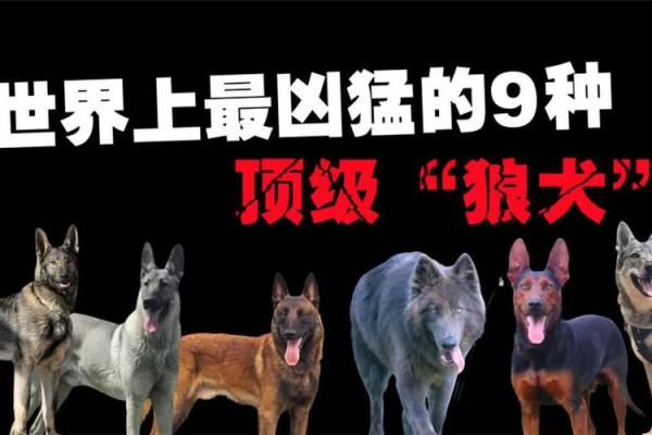 狼狗名字推荐：展现勇敢与忠诚的完美选择