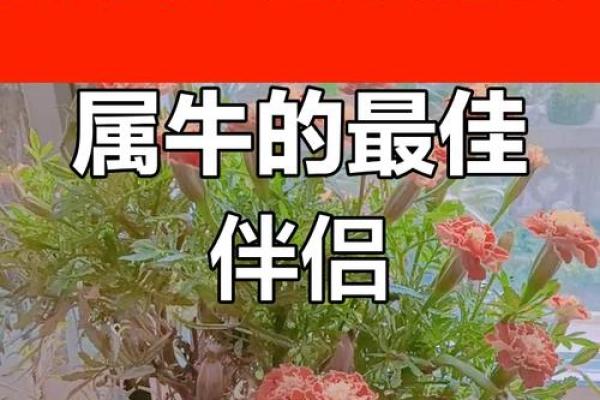 属鸡男女配对分析：天作之合还是性格冲突