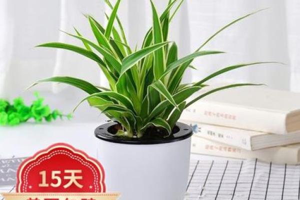 金边吊兰在家居风水中的寓意与摆放技巧