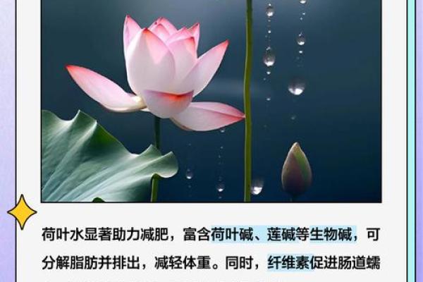 招财荷叶风水助运法则解析