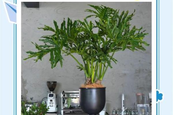 影响家居风水的常见植物和禁忌
