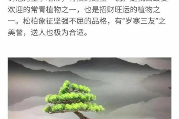 影响家居风水的常见植物和禁忌