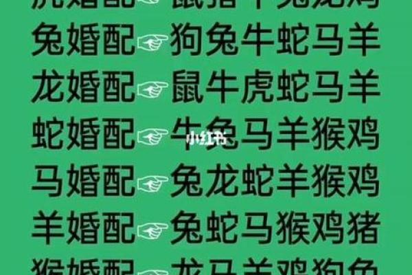 属猪和属鼠的婚配是否和谐 解析两者性格与未来运势