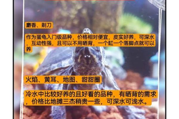 风水学中的镇宅龟及其选购指南