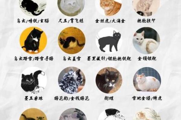 猫咪名字推荐：最可爱的猫名大全