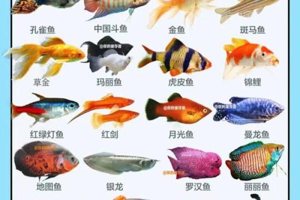 如何通过风水鱼改善办公室气场和运势