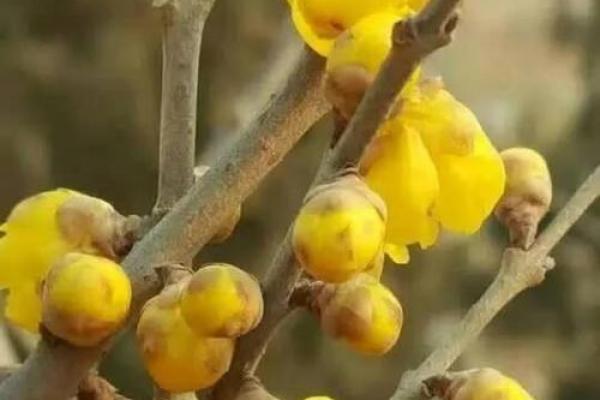 农历错过这一天，你可能错过一整年