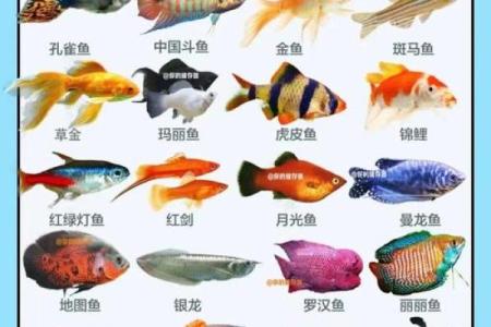 如何通过风水鱼改善办公室气场和运势