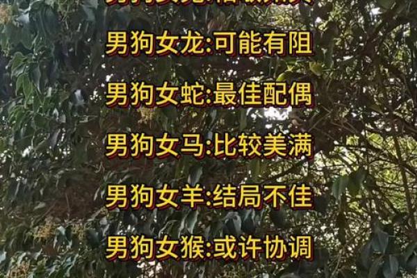 属狗女与属蛇男的配对是否合适？深入分析两者的缘分与挑战