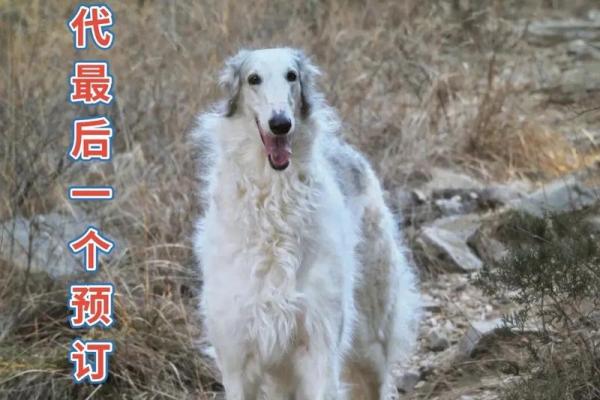 如何为狼狗选一个既酷又独特的名字