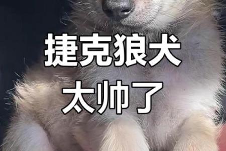 如何为狼狗选一个既酷又独特的名字