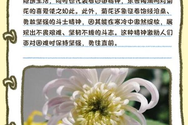 菊花名字背后的文化与寓意探索