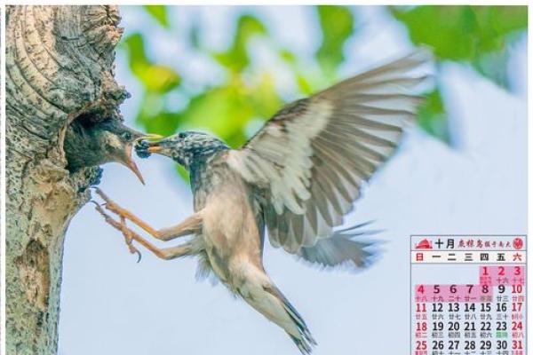 2019年9月：月历中的黄金时刻，不容错过的精彩瞬间