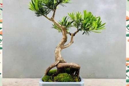 让家居风水更和谐的植物推荐