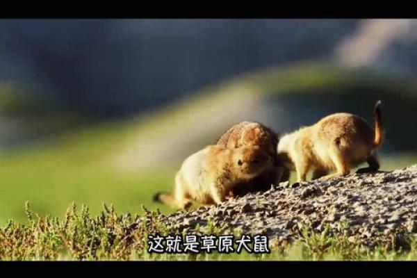 狗鼠相配的优势与挑战