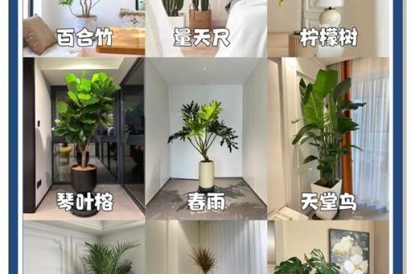 绿植选择指南:适合室内的绿植名字推荐 绿植选择指南:适合室内的绿植名字推荐