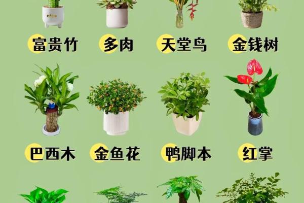 绿植选择指南:适合室内的绿植名字推荐 绿植选择指南:适合室内的绿植名字推荐