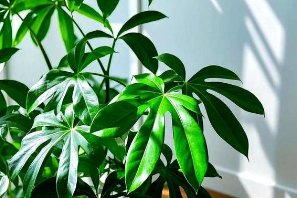 家居风水布局中塑料绿叶植物的最佳摆放方式 家居风水布局中塑料绿叶植物的最佳摆放方式