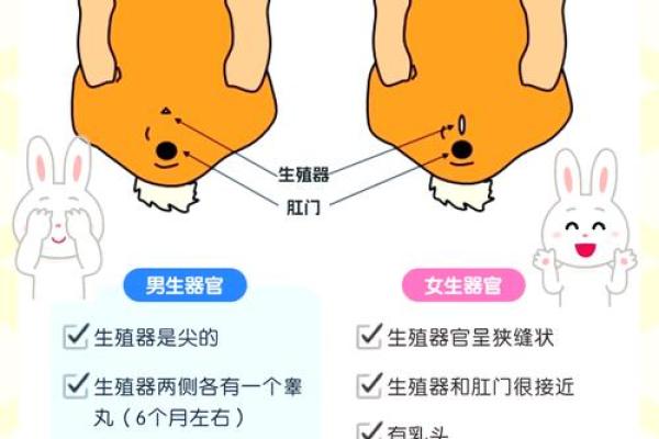 属兔与属兔的配对是否和谐解析 属兔与属兔的配对是否和谐解析