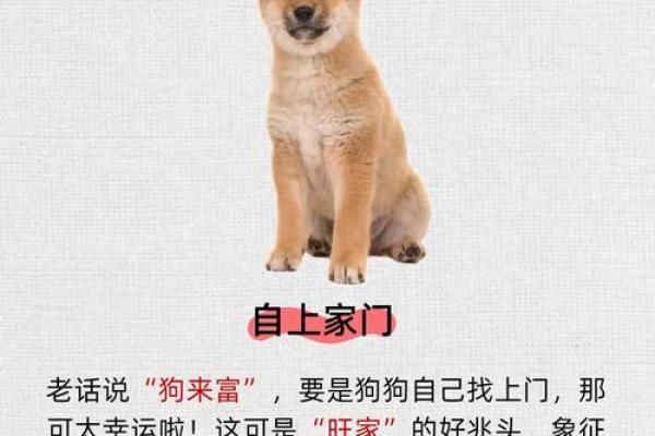 属狗本命年如何避免经济压力 属狗本命年如何避免经济压力