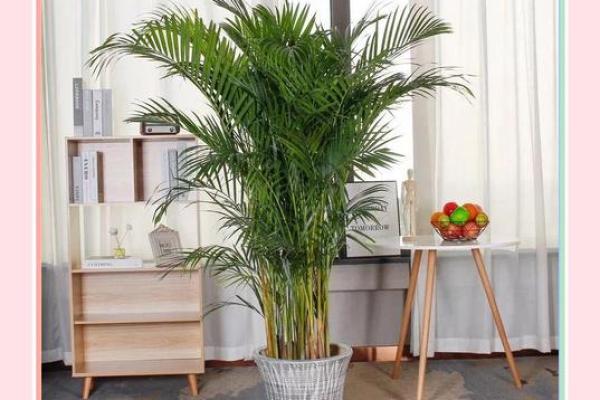 招财风水植物推荐 帮助你提升财运的绿色良伴