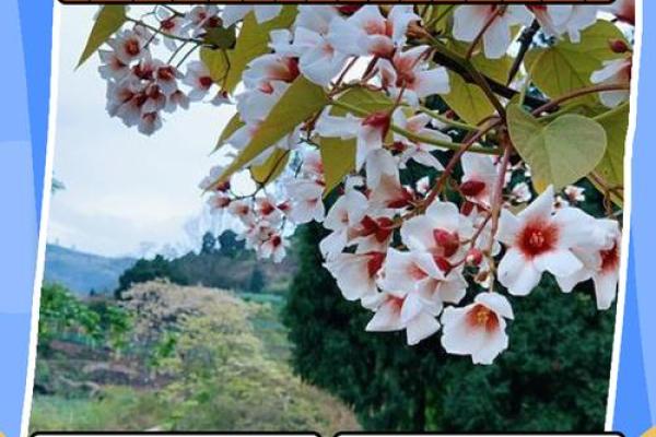 枫树在风水中的象征意义与影响解析 枫树在风水中的象征意义与影响解析