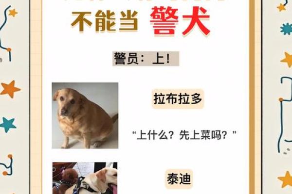 给你的警犬取名字的创意灵感