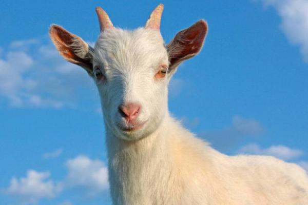 狗与羊婚姻是否幸福?性格匹配的关键因素 狗与羊婚姻是否幸福?性格匹配的关键因素