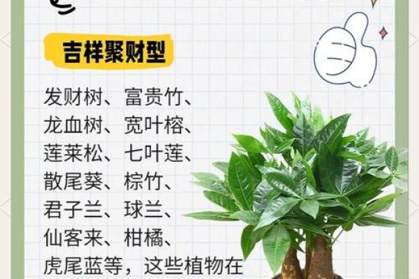 招财植物在家居风水中的重要作用与选择技巧 招财植物在家居风水中的重要作用与选择技巧