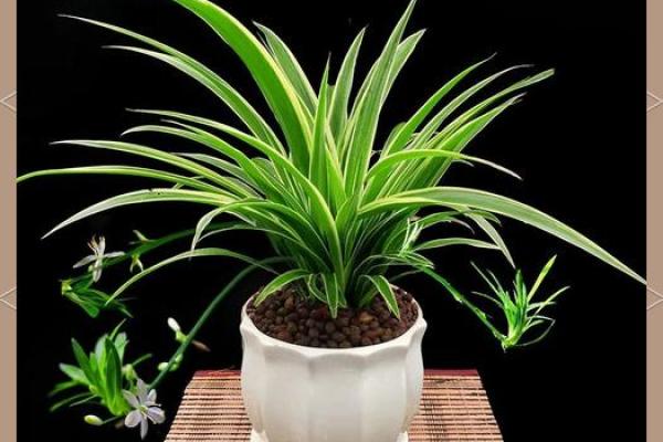 招财植物在家居风水中的重要作用与选择技巧 招财植物在家居风水中的重要作用与选择技巧