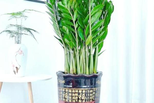提升家居风水的植物选择与布局技巧 提升家居风水的植物选择与布局技巧