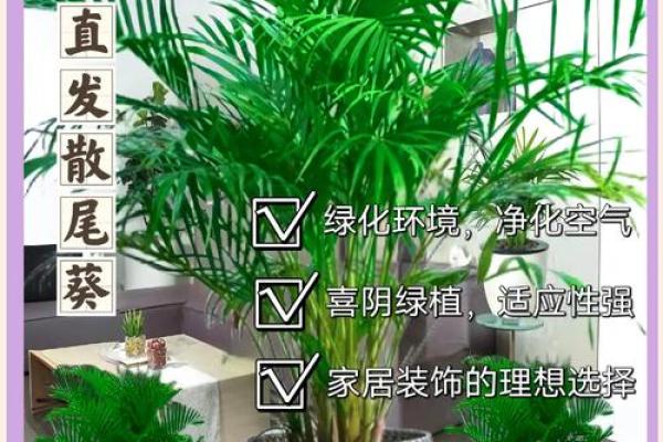 提升家居风水的植物选择与布局技巧 提升家居风水的植物选择与布局技巧