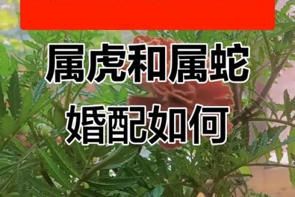 属蛇女与属蛇男的性格契合度解析 属蛇女与属蛇男的性格契合度解析