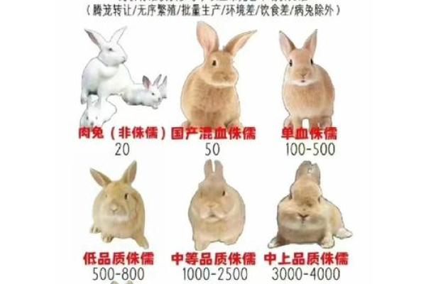 兔子和虎的相配性:优缺点分析 兔子和虎的相配性:优缺点分析