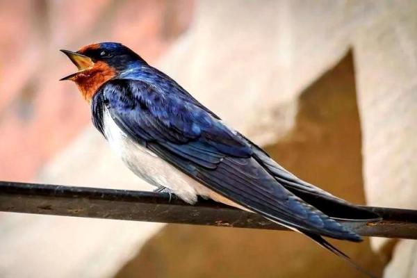 风水中孩子鸟的象征意义与家庭运势的关系