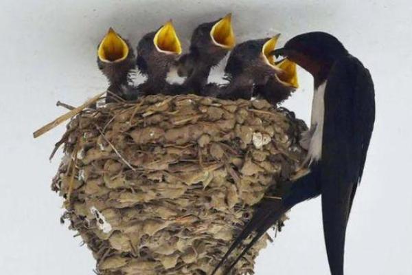 风水中孩子鸟的象征意义与家庭运势的关系